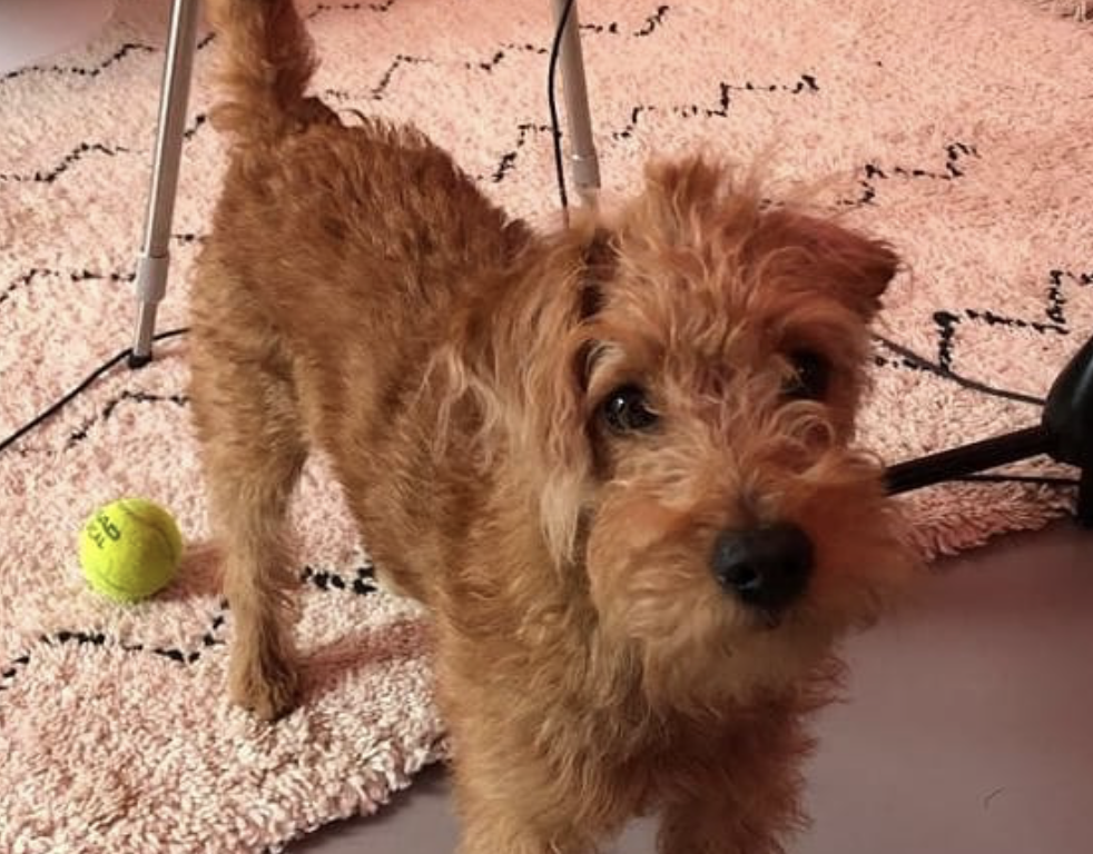 Woody Matching game thumbnail